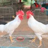ไก่ชน คนใต้
