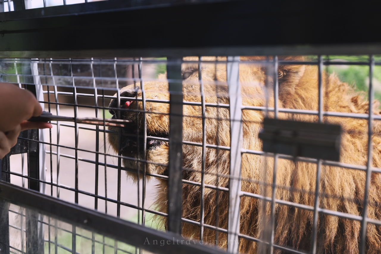 九州自然野生動物園 1267