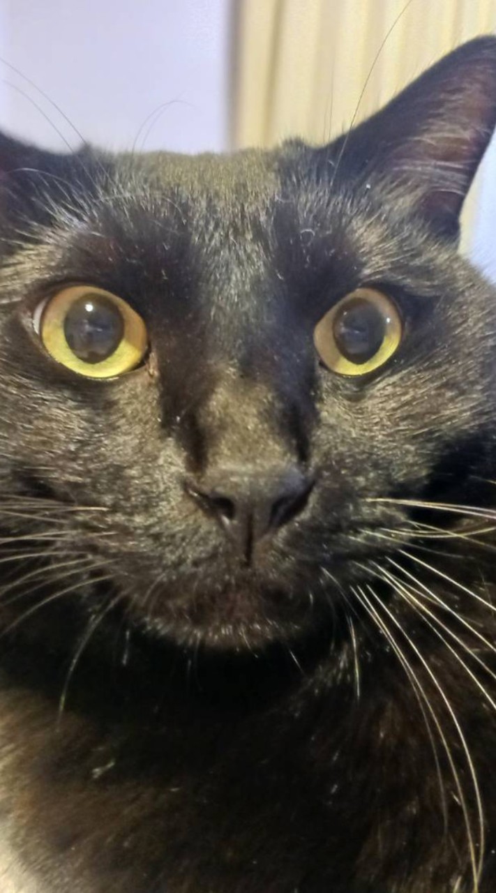 😺ハチワレちゃん、大好きなお部屋1