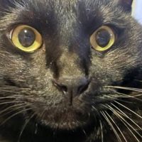 😺ハチワレちゃん、大好きなお部屋1