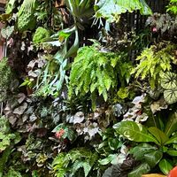 鹿角蕨、觀葉植物買賣交流