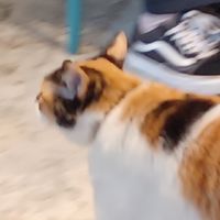 佛系谷美揪團（可私人代購）