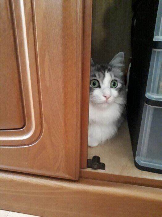 猫が狭い場所に隠れるのは深いワケがある ねこのきもちnews