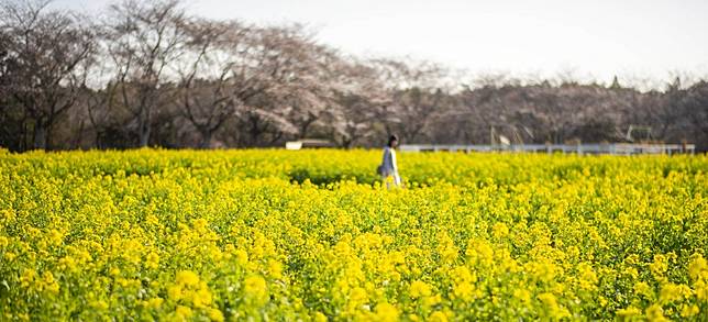 同賞櫻花油菜花 千葉成田夢牧場 療癒系景點賞花加讓羊咩咩包圍 Japankuru日本酷樂 Line Today