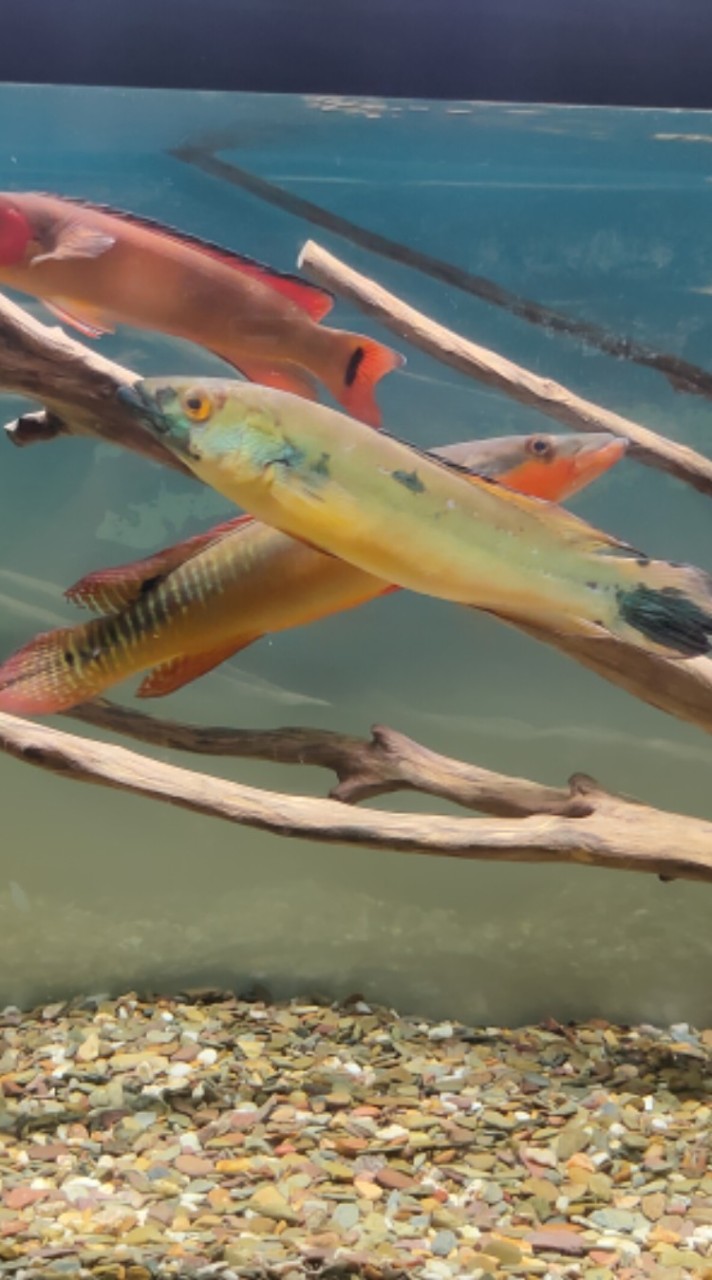 孔雀龍水族交流分享