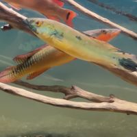 孔雀龍水族交流分享