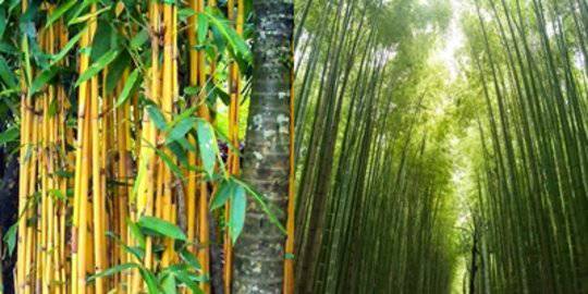 Ingin Rumah Menjadi Indah Ini 6 Jenis Bambu Hias Yang Bisa Dipakai Merdeka Com Line Today