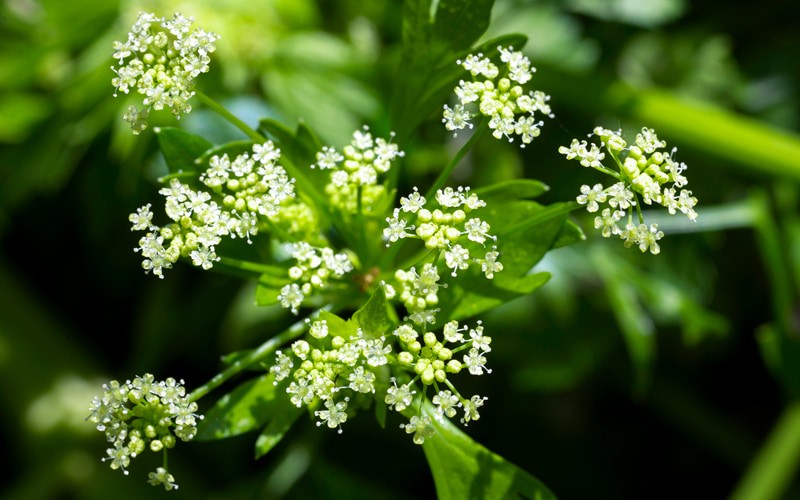 この花は何の野菜 身近な食材なのに意外と知らない 野菜の花クイズ7選 Oggi