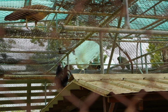 中部景點,大同醬油黑金釀造館,大同醬油黑金釀造館交通資訊,大同醬油黑金釀造館停車資訊,大同醬油黑金釀造館門票,斗六觀光工廠,購買醬油,醬油推薦,雲林景點,雲林觀光工廠