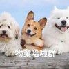 物業哈啦&聊天群【禁刊登職缺】