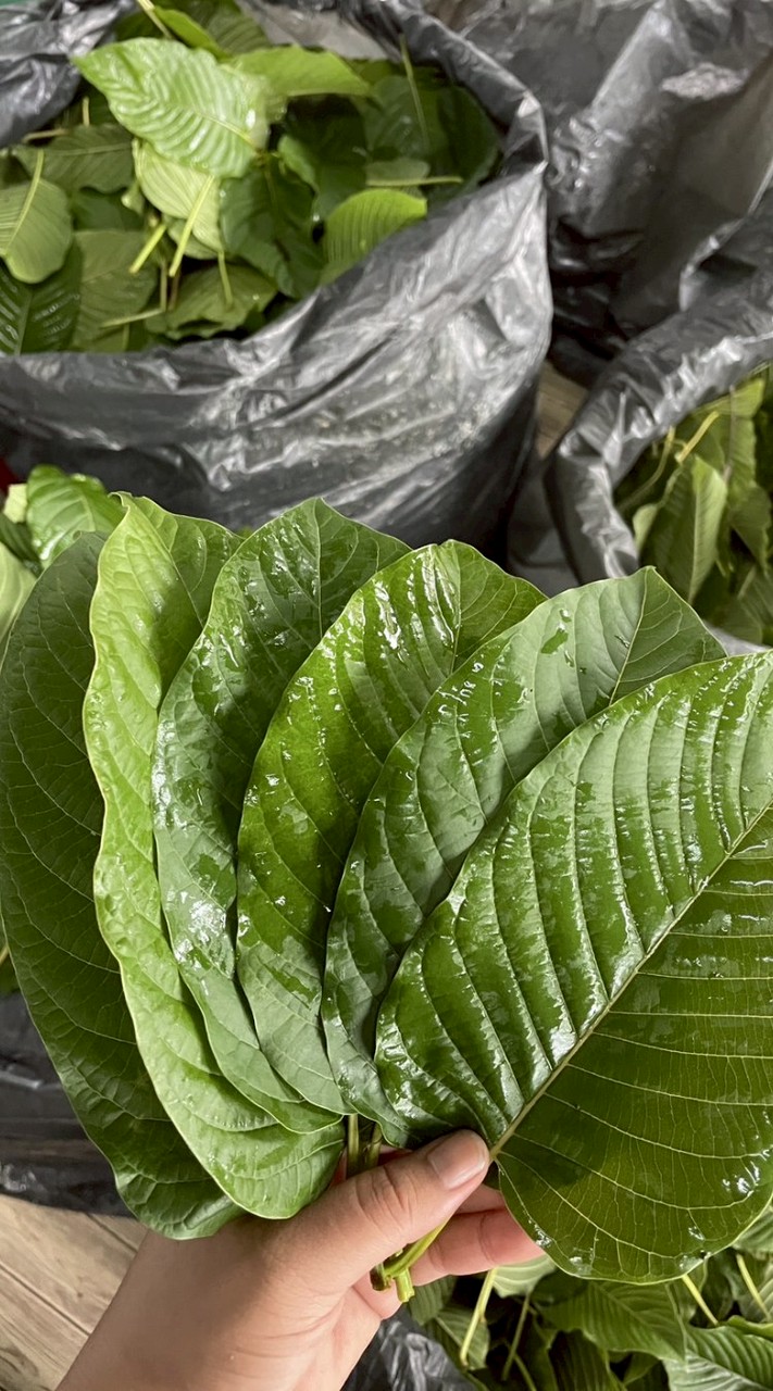 ร้านใบสด คลองหลวง📌