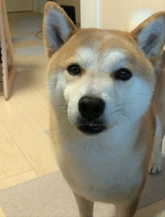 犬の鳴き声には謎がいっぱい 鳴き声トリビア 5選