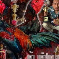 แก้วดวงจันทร์ฟาร์ม