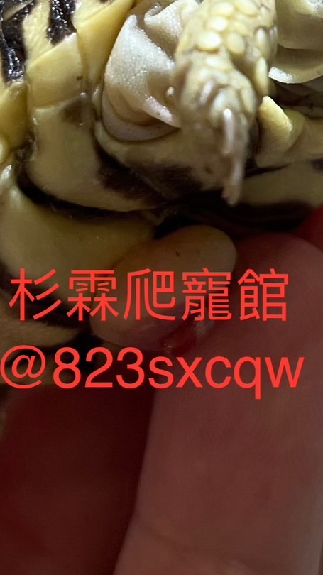 杉霖爬寵館