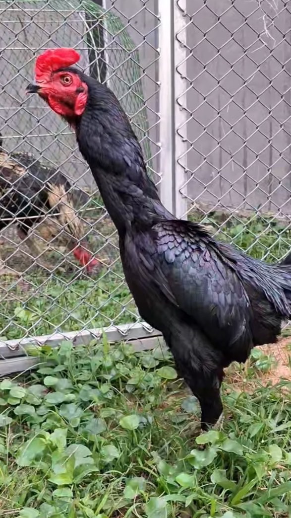 เจ้ากุมารดำ บ้านศรีวิเศษฟาร์มไก่ชน