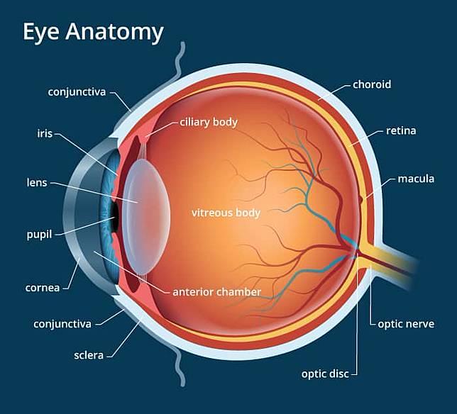 Mengenal Anatomi  Mata  Manusia Bagian bagian dan  Fungsinya 