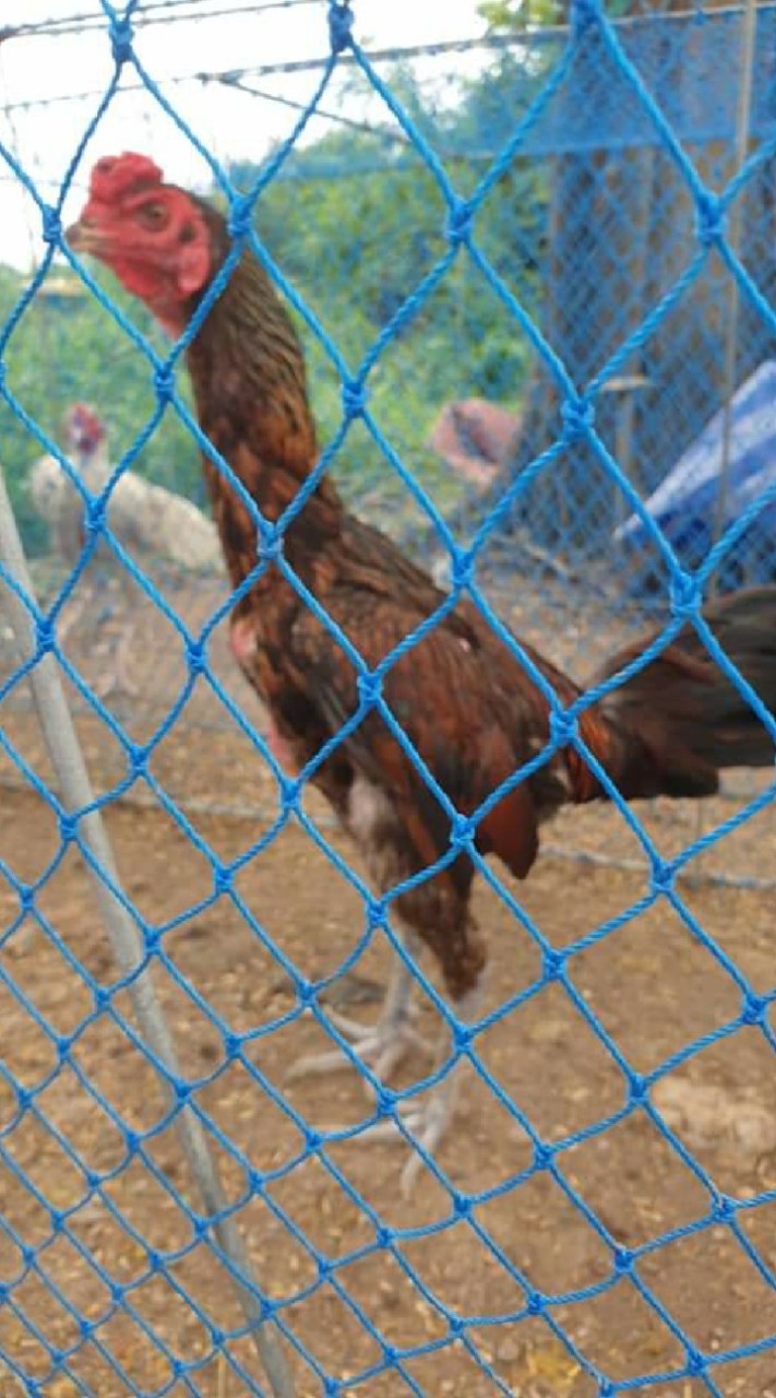 ซุ้มไก่หนุ่มโรงน๊อตสายเงินล้าน