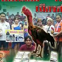 ชมรมคนรักไก่ชน