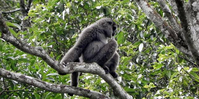 Peringati Hari Owa Internasional Sepasang Owa Jawa Boy Dan Munir