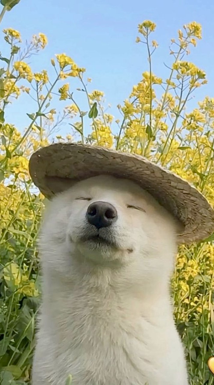 เล่นเกมโรยบูดบรุคฮาเวน