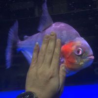 VIP 特種部隊