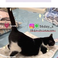 Lena x go購購🛍️ 🐈 🐕 🇰🇷