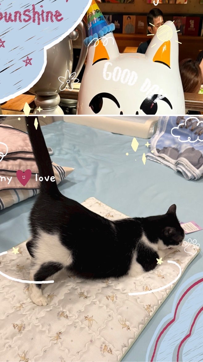 Lena x go購購🛍️ 🐈 🐕 🇰🇷