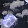 同伴限定の鯖ってまじですか⁉️