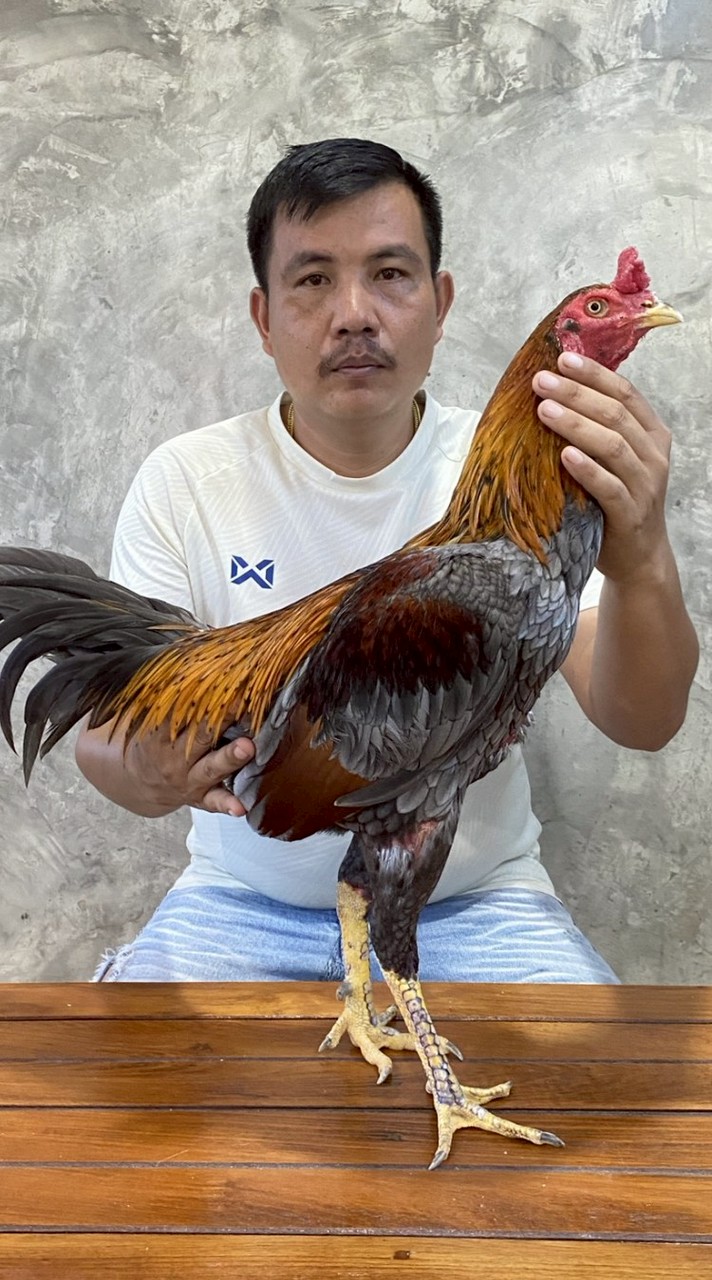 ซุ้ม"บ้านประจวบ" 🐤🐔