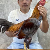 ซุ้ม"บ้านประจวบ" 🐤🐔