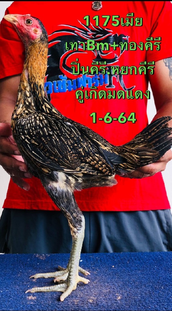 ซุ้ม ซุปเปอร์เอ (สายเลือดโกวเซ้มฟาร์ม ทายาทมังกร)