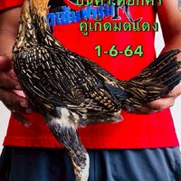 ซุ้ม ซุปเปอร์เอ (สายเลือดโกวเซ้มฟาร์ม ทายาทมังกร)