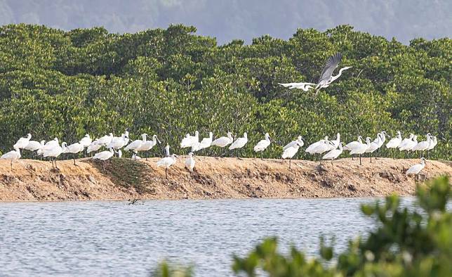 A flock of waterbirds rest on a dam in Danzhou, south China's Hainan Province, Jan. 14, 2024. (Photo by Zeng Xiaoqi/Xinhua)