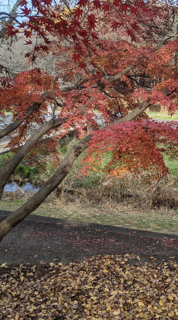 東京公園BBQ&焚き火（Tokyo Park BBQ,bonfire)
