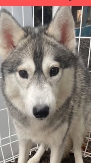 迷い犬マーヤ捜索情報共有(埼玉)