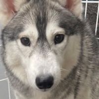 迷い犬マーヤ捜索情報共有(埼玉)