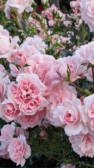 折恋　⌒⌒　"　BL　" 🌹