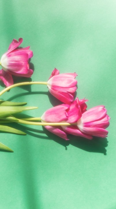 せいな通信🌷