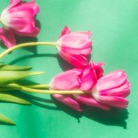 せいな通信🌷
