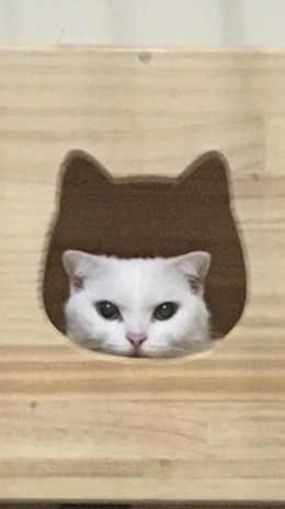 貓宅一生-寵物用品、住宿