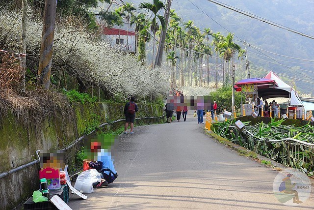 台中新社梅花秘境