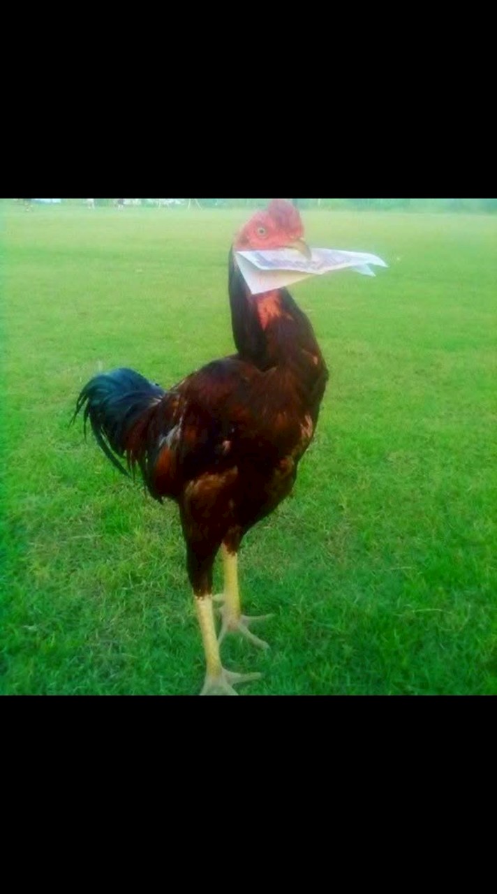 ซุ้ม ส.บัวอุไร ไก่ชนสายบ้านๆ