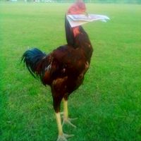 ซุ้ม ส.บัวอุไร ไก่ชนสายบ้านๆ