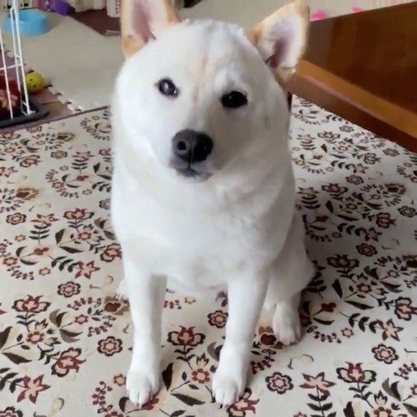 柴犬と飼い主さんの靴下をめぐる攻防戦