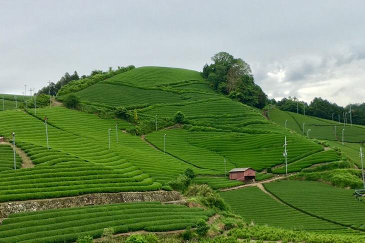 日本三大銘茶靜岡茶