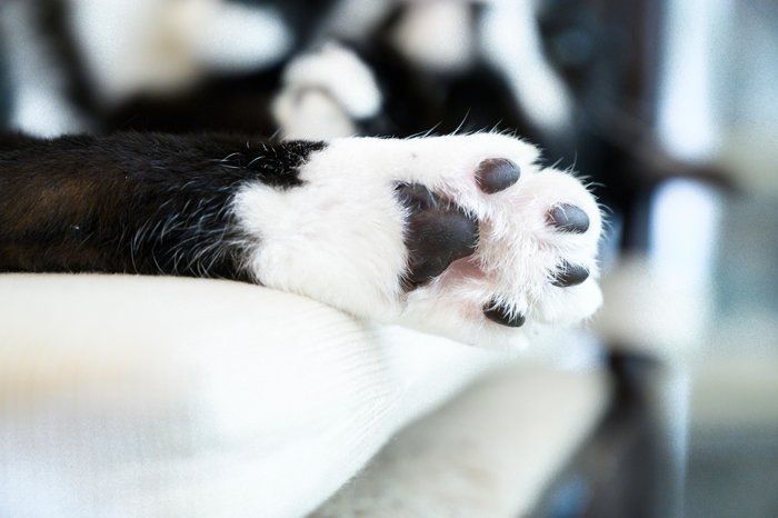 猫の肉球と性格の関係性 肉球の色で猫の性格がわかる