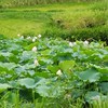 みんなの写真館