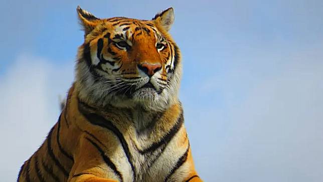 7 Arti Mimpi Melihat Harimau Yang Bikin Penasaran Fimela Line Today