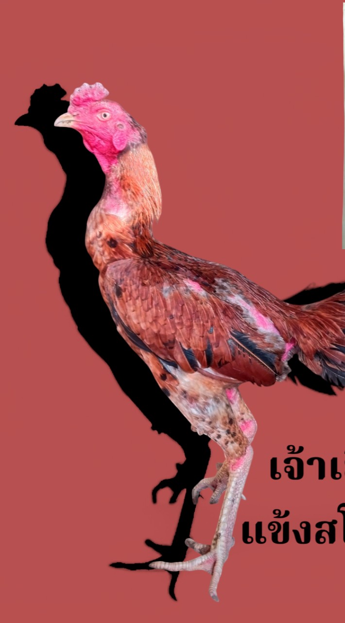 ก๋อยง่อนเจ้าเยียร์แดง