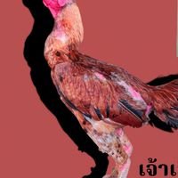 ก๋อยง่อนเจ้าเยียร์แดง